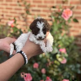 Birch - Brown and white male Aussiedoodle puppy in Marion, North Carolina from Puddles' Puppies