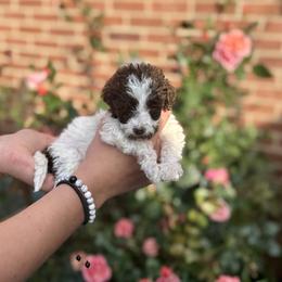 Birch - Brown and white male Aussiedoodle puppy in Marion, North Carolina from Puddles' Puppies