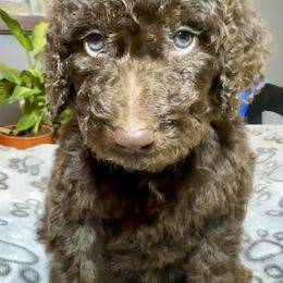 Wesson - Chocolate female Labradoodle puppy in Kingston, Georgia from CC Familydoodles