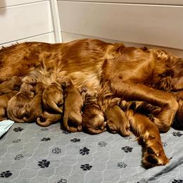 Girl 2 - Dark golden female Golden Retriever puppy in Post Falls, Idaho from Mountain View Goldens