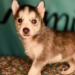 Apple - Gray and white Siberian Husky puppy in Saint Louis, Missouri from The Cosmic Critters