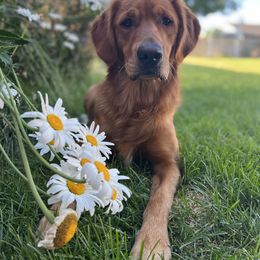 Cavalier King Charles Spaniel and Golden Retriever All Grown Up from Emerald Grove Puppies