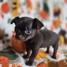 Percy - Chocolate male Chihuahua puppy in Plainfield, Indiana from Abby's Pampered Pooches