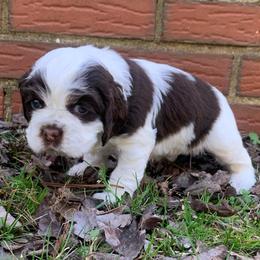 Girl 2 - Brown and white female Cocker Spaniel puppy in Gadsden, Alabama from Rich Cat’s