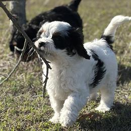 Cavalier King Charles Spaniel and Cavapoo Puppies from Hattie’s Texas Cavapoos