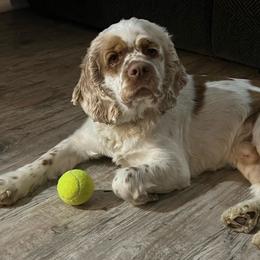 Augie - Cocker Spaniel