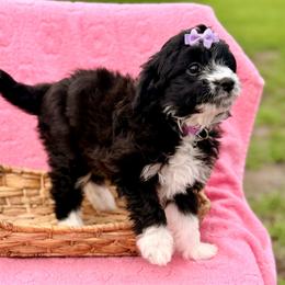 Purple collar toy - Black tri-color female Aussiedoodle puppy in 32046, Florida from River Hill Ranch