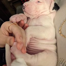 Dogo Argentino Puppies from De la Fuerza de Dios