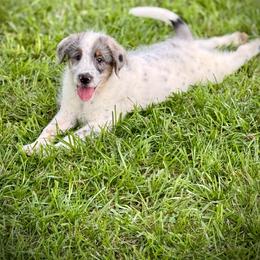 Bruce - Blue merle male Assorted Doodle Crosses puppy in Ohio from Holley Doodles