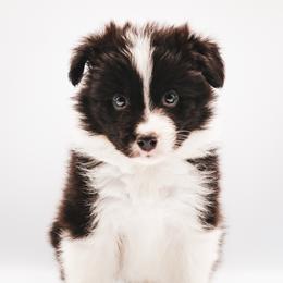 Rook - Black male Border Collie puppy in Dallas, Texas from Effervescent Border Collies