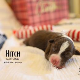 Hitch RTM4 - Red tri male Miniature Australian Shepherd puppy in Nacogdoches, Texas from TK Standard, Mini, & Toy Aussies
