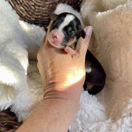Girl 3 - Tri-color female Bernedoodle puppy in Superior, Arizona from Mountain Bridge Doodles