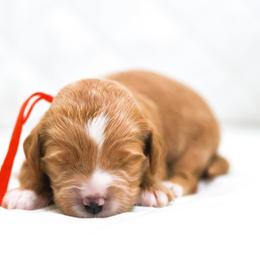 Robin - Caramel red female Australian Labradoodle puppy in Diamond Bar, California from Furrytaildoodles