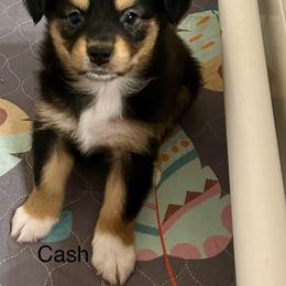 Cash - Australian Shepherd puppy from Two Nichols Aussies