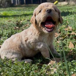 Olaf - Red roan male Cockapoo puppy in Williamston, South Carolina from Sassy Bob’s Dogs