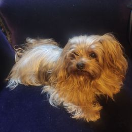 Bupps - Yorkshire Terrier