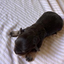 Minnow - Brown male Schnoodle puppy in Sonora, California from What’s Up Doods