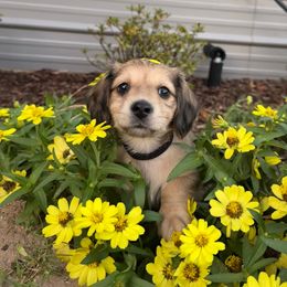 Yeti - Wheaten male Dachshund puppy in Troup, Texas from Darling Doxies