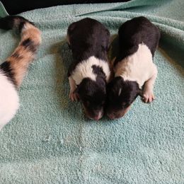 Temporary Hold Snow Shawl - Black white and tan female Collie puppy in St Stephens, Wyoming from Desert Kennels