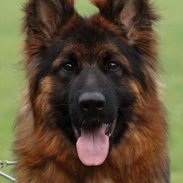 Soraya - German Shepherd