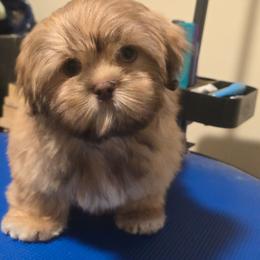 Ramen - Liver male Shih Tzu puppy in Henrico, Virginia from Wild Wind Shih Tzu