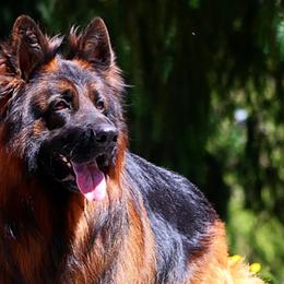 German Shepherds from Purebred Elite Shepherds