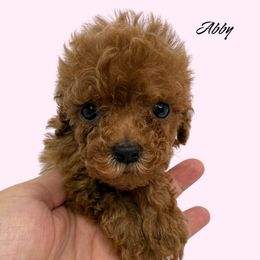 Abby - Red female Cavapoo puppy in Miami, Florida from Mario’s Pups
