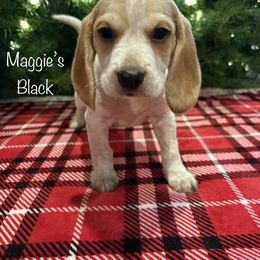 Maggies  Black Collar - Black fawn and white male Beagle puppy in Brownsville, Oregon from Beagles on the Run