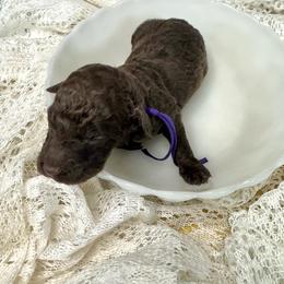 Maple - Chocolate female Labradoodle puppy in Candler, North Carolina from Maple Bakin’ Doodles