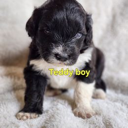 Teddy - Black and white male Portuguese Water Dog puppy in Narvon, Pennsylvania from Prized Family Porties