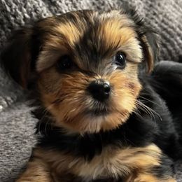 Gwen - Yorkshire Terrier puppy in Bennet, Nebraska from Mindie’s Minis