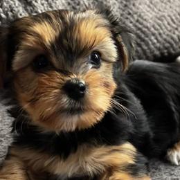 Gwen - Yorkshire Terrier puppy in Bennet, Nebraska from Mindie’s Minis