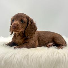 Clyde - Chocolate male Dachshund puppy in Litchfield, Illinois from Charmm Dachshunds