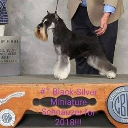 Miniature Schnauzers from D’Angels Schnauzers LLC