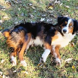 Trigger - Miniature Australian Shepherd