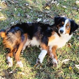 Trigger - Miniature Australian Shepherd