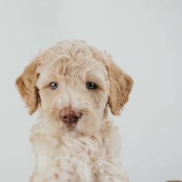 Bernedoodle, Goldendoodle, Poodle, and Shihpoo Puppies from Stormie's Doodles