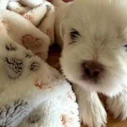 Rose (Ross) - Gold and white male Shih Tzu puppy in Yorba Linda, California from AKC Registered Purebred Shihtzus