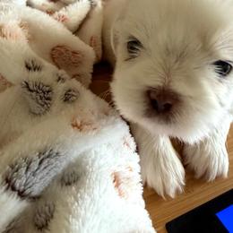 Rose (Ross) - Gold and white male Shih Tzu puppy in Yorba Linda, California from AKC Registered Purebred Shihtzus