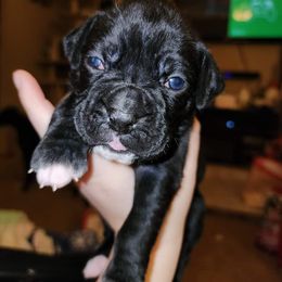 Boxer Puppies from Andrus Family Boxers