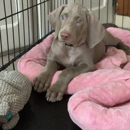 Weimaraner Puppies from Jennifer Anne's Weimaraners
