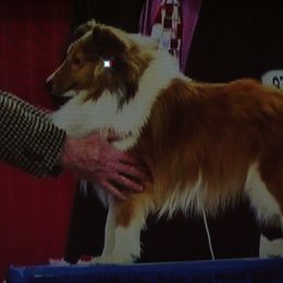 Lad - Shetland Sheepdog