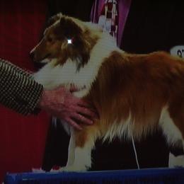 Lad - Shetland Sheepdog