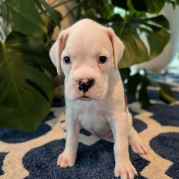 Yellow - Fawn female Boxer puppy in Athens, Georgia from Classic City Boxers