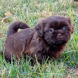 Diamond - Chocolate female Shih Tzu puppy in Grand Prairie, Texas from R&R Shih-Tzus & Stud Services