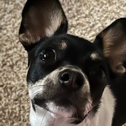 Chihuahuas from Rhoda and Verna