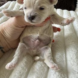 Brown collar - Apricot male Maltipoo puppy in Fredericktown, Missouri from Doodle Pups Fur-Ever