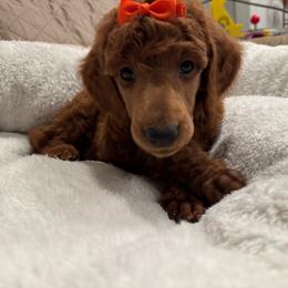 Orange collar girl - Red  female Poodle puppy in Riverside, California from Riverside red poodles