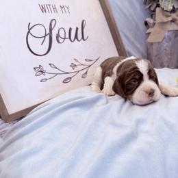 Green boy - Liver and white male English Springer Spaniel puppy in Cleburne, Texas from Powers English Springer Spaniels