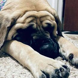Mastiff All Grown Up from Clearbrook Mastiffs